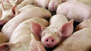 Alarma en Córdoba por brote de triquinosis: hay 41 casos