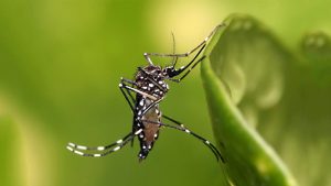 Confirman el primer caso de dengue importado en Rosario: se trata de un hombre que volvió de la India