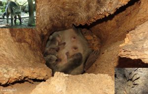 Guarida de los duendes, la foto de un esquivo animal en riesgo que logró un cronista de las islas