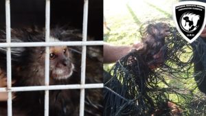 Rescataron a un mono tití en el patio de una escuela en Villa Gobernador Gálvez