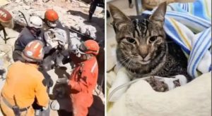 Emoción en Villa Gesell: rescataron a la gata de Nahuel Stefanic, una de las víctimas por el derrumbe