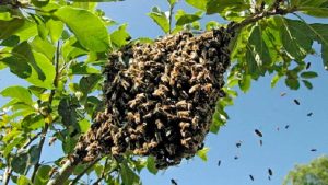 Se acercó a un árbol para orinar y fue atacado por un enjambre de avispas: está en terapia intensiva