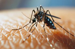 Dengue: producen un kit en la Argentina que permite testear a 100 mil personas