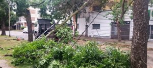 Lo que dejó el paso de la tormenta por Rosario: fuertes ráfagas de viento y árboles caídos