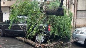 Consecuencias de la tormenta: varios árboles caídos y calles anegadas tras los fuertes vientos y lluvias