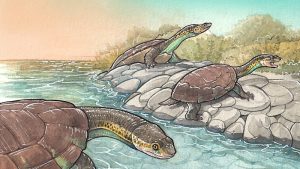 Descubren una tortuga de cabeza chata que vivió con los dinosaurios hace unos 70 millones de años