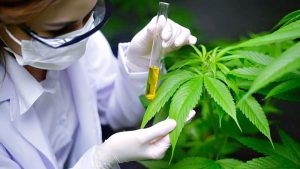 Santa Fe: trabajadores del Cáñamo Industrial y Cannabis Medicinal se incorporan al ámbito de aplicación del Renatre