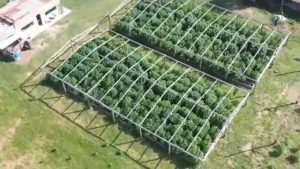 Vivero narco en Arroyo Leyes: confirmaron el procesamiento de Cachiporri Nudel y su banda