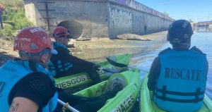 Final feliz: liberaron en San Clemente al elefante marino rescatado en La Plata