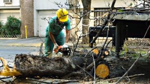Durante el fin de semana se realizarán operativos de extracción de árboles secos