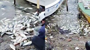 Qué provocó la mortandad de peces en la zona de El Mangrullo: investigan posibles vertidos de plaguicidas