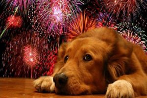 Cómo proteger a las mascotas de los fuegos artificiales