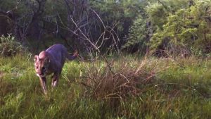 Hay presencia: fotografiaron por primera vez un puma en el Parque Nacional Islas de Santa Fe
