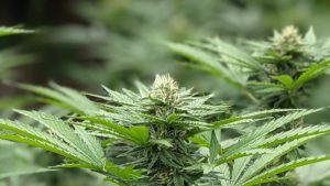 Allanaron un departamento en el centro de Rosario y se llevaron detenida a una cultivadora de cannabis