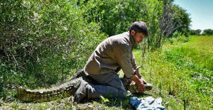 Liberaron en la reserva privada La Elena de Santa Fe un yacaré overo que fue enviado desde Mendoza