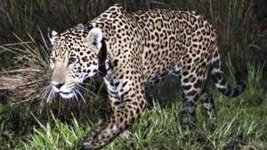 El Parque Nacional Iberá suma a Takajay, un yaguareté que viene del Impenetrable