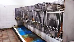 Trasladaron a Sudáfrica a 50 monos hallados en el sótano de un hospital en Saavedra