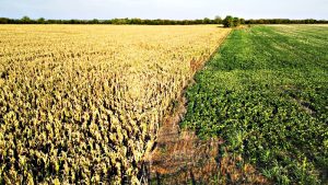 Desesperado rezo del campo a La Niña para que deje pasar agua y salve los cultivos