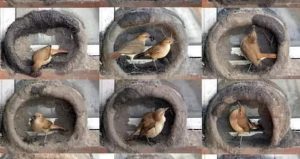 El mejor constructor del mundo tiene pico y no necesita pala, dónde encontrarlo