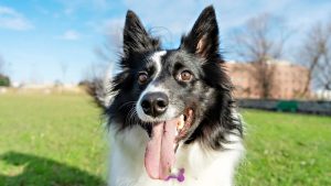 Por qué en verano los perros sacan más la lengua: qué significa