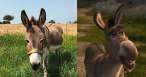El burro de “Shrek” fue creado sobre uno real, Perry, quien murió a los 30 años