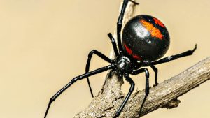 Lo picó una “viuda negra” y se salvó tras recibir el antídoto