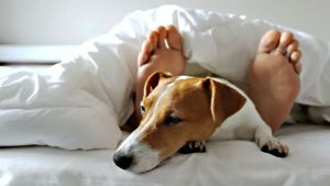 ¿Es malo dormir con tu mascota? Conocé los beneficios y riesgos