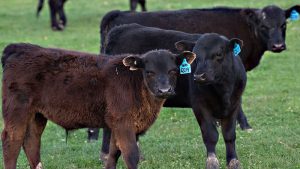 Durante enero los envíos de hacienda para faena cayeron 4,6% respecto del mes anterior