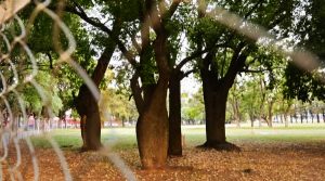 Controversia sobre bosque urbano que puede desaparecer del Parque Independencia por millonarias obras para los Juegos Odesur 2026