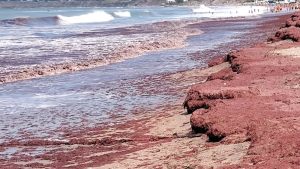 Mar rojo: un fenómeno que soprendió en las playas de Mar del Plata hasta Necochea