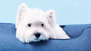 Cuál es la raza de perro más cariñosa, según un estudio