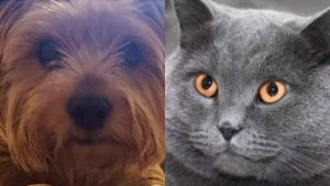 ¿Perro o gato? Cuál es la mejor mascota para adoptar