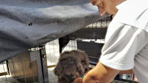 Rescataron a un caniche abandonado durante 10 días en una casa del Abasto