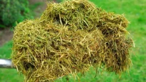 El césped recién cortado puede servirte para que las plantas crezcan mucho: cómo es el truco