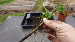 Imperdible: el enraizador casero que hace crecer esquejes en dos días y revive las plantas