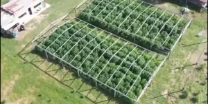 Vivero narco en Arroyo Leyes: solicitaron la elevación a juicio de la causa contra "Cachiporri"