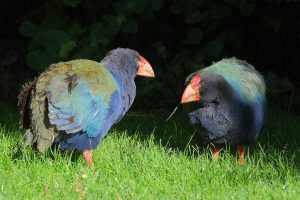 Takahē, el "ave fénix" que ha sido redescubierto 50 años después de darse por extinguido