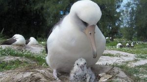 La albatros Wisdom, el ave más longeva del mundo, vuelve a criar a los 74 años