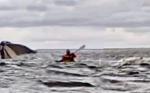 Susto en el Estrecho de Magallanes: hacía packrafting y fue tragado por una ballena que luego lo expulsó