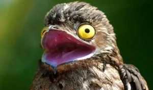 Urutaú: un ave de camuflaje perfecto y un canto inquietante