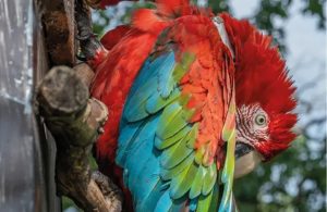 Nacieron tres crías de guacamayo en los Esteros del Iberá de Corrientes