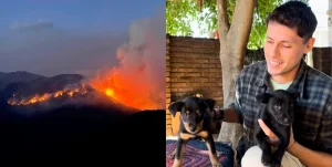 Creó una app para buscar mascotas perdidas que ya se usa en la Patagonia por los incendios