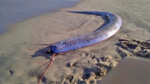 Apareció sobre la costa un pez que vive en las profundidades del mar: por qué lo asocian al "fin del mundo"
