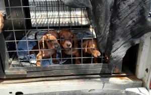 Rescataron once gatos siameses y tres perritos  salchicha de un criadero clandestino en la zona noroeste