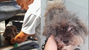 Crueldad animal: agentes municipales rescataron un perro abandonado en una casa de barrio Abasto