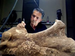 Descubren los restos fósiles de un armadillo milenario a unos 140 kilómetros de Rosario