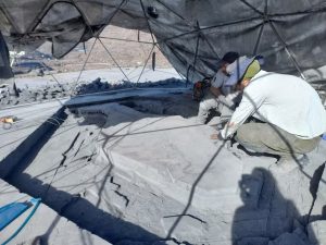 Hallazgo palenteológico: descubren el origen de Fiona, un inédito fósil de ictiosaurio preñado, al borde de un glaciar chileno