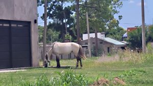 Capitán Bermúdez: proteccionista denuncia recibir amenazas por su lucha en defensa de los caballos y responsabiliza a la municipalidad