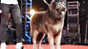 Pagó más de 6000 millones de pesos por un perro: una cruza entre un lobo y un pastor caucásico