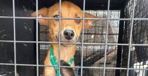 Agentes municipales rescataron dos perros desnutridos y deshidratados que habían quedado encerrados